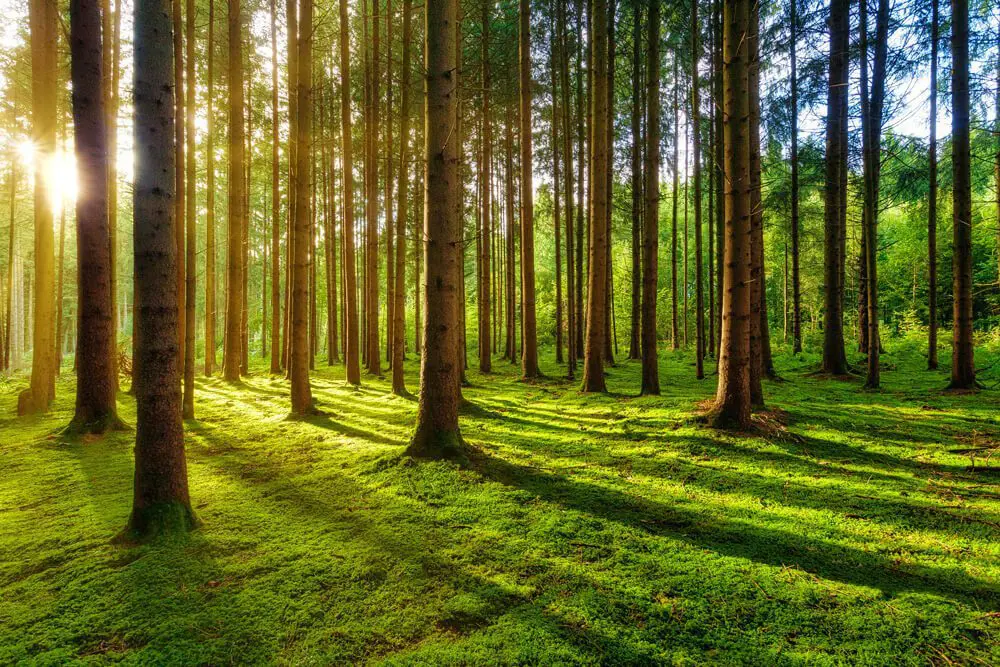 green grass field with trees during daytime 1